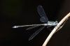 J17_2370 Lestes sponsa male